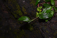 Ischaemum semisagittatum